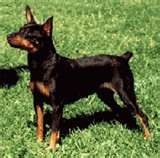 su nombre es delgado
el cachorro es el de mi foto de perfil su nombre es delgado
el cachorro es el de mi foto de perfil